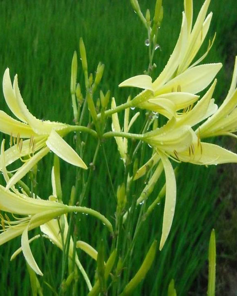 野生黄花