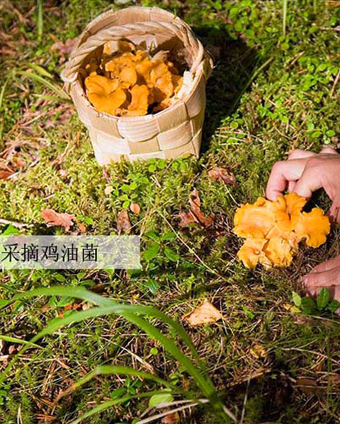 鸡油菌