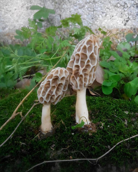 羊肚菌