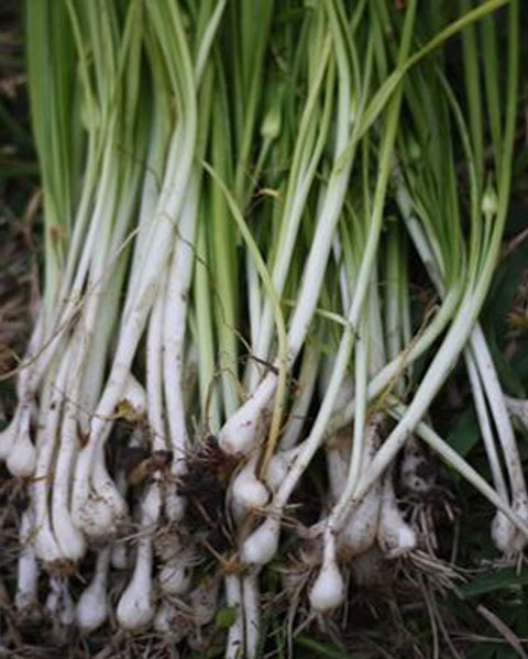 野韭菜