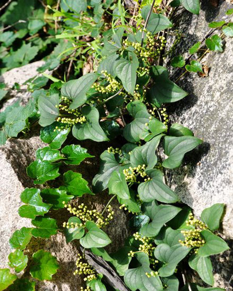 野生中药材本色山药