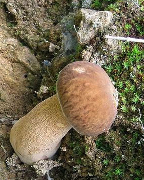 牛肝菌