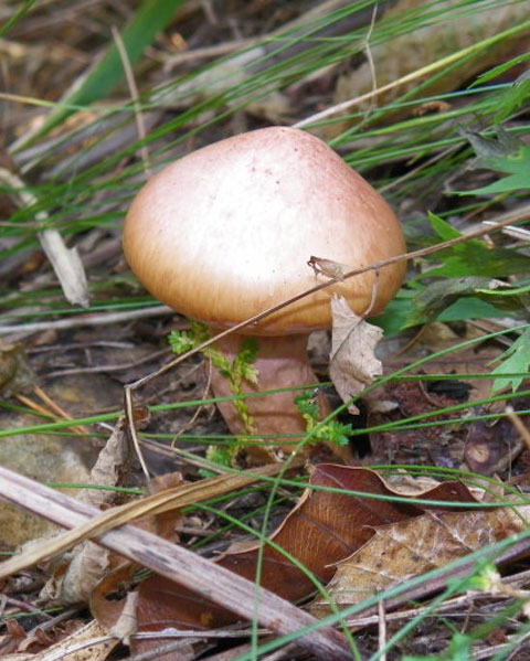 松树伞菌