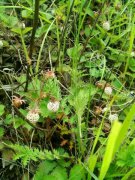 野生奶味草莓