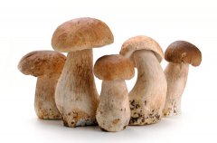 多吃蘑菇有助防肝癌